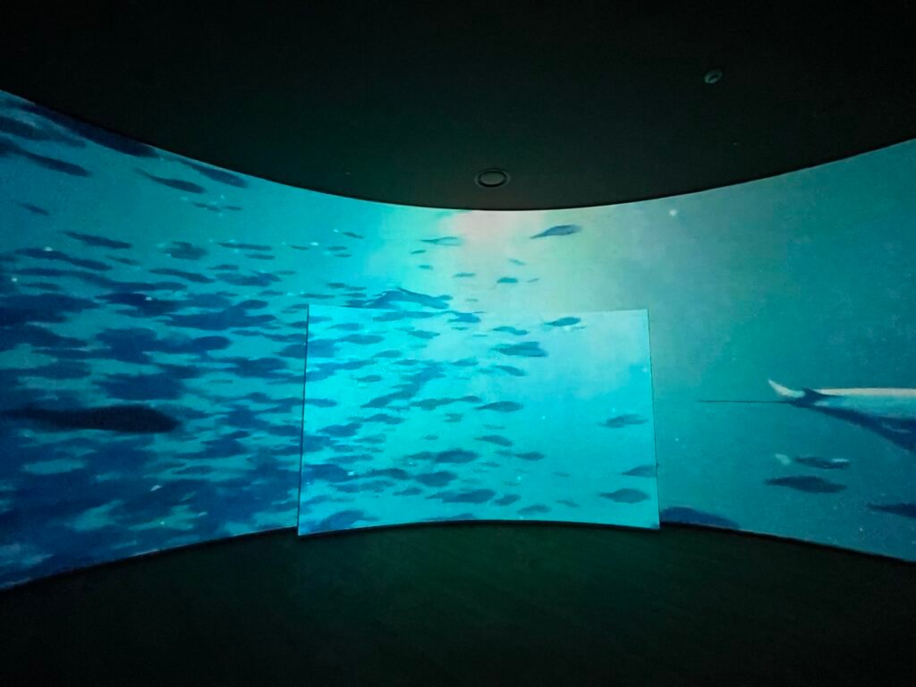 国立海洋博物館の大型スクリーンに映る魚の群れ