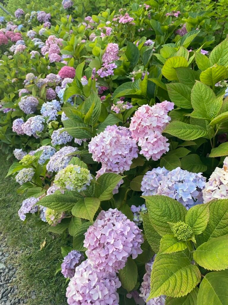 太宗台で見頃を迎えた色鮮やかなアジサイ