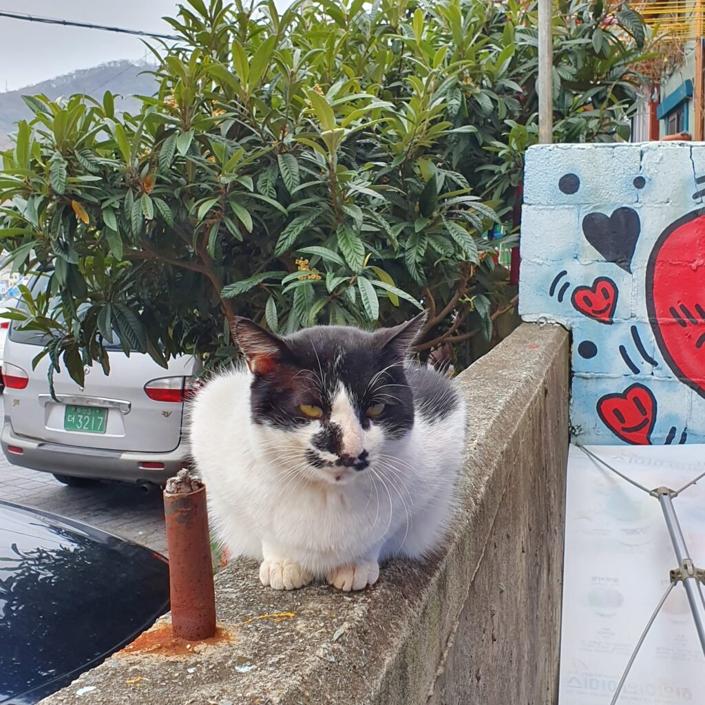 甘川文化村の路地で出会った猫